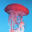 Jellyfish Wallpapers 1.0