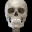 Skeleton 3D Anatomy