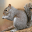 Squirrel Sounds 1.7