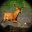 Deer Hunting: Buck Shooting Simulator 1.0