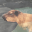 Capybara Spa 2.6.2