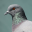 Pigeon Sounds 1.2