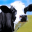 Cow Wallpapers 2.0.0