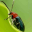 Insect Identifier 1.3.7