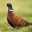 Pheasant Sounds