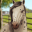 Horse Hotel - care for horses 1.9