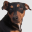 Dog Sounds - Collection 4.0.6