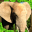 Elephant Simulator 1.2