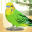 Parakeet Pet 1.2