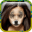 Animal face - Safari at Home 1.1