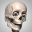 Skelly - Art Model