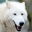 Arctic Wolf Survival Simulator