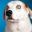 Good Dogs! iOS App 2.0