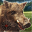 Wild Boar Target Shooting 3.0.0