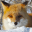 Cute Fox Healing Life 1.1.8