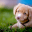 Encyclopedia of Dogs 1.0.4