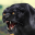 Cheetah RPG Jungle Simulator 1.5