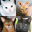 Cats: Photo-Quiz about Kittens 2.0.0