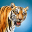 Wild Tiger Hunting Animal Life 1.1