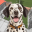 Pet Dog Rescue Shelter Games 1.0.3