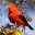 Bird ID Hawaii v1.2