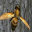 Bee Nest Simulator Full 1.0