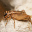 Crickets Sounds 1.0.1