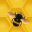 Honeycomb Heist 1.1