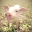 Piglet Garden 1.1.1