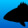 Fish Rules: Fishing App 6.70.0