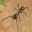 Ant Insect Life Survival War 1.6