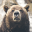 Bear Wallpaper