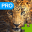 Big Cats Puzzle Pro - Forge The Jigsaw From Unscrambled Pieces 1.0