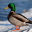 Duck Wallpapers