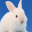 rabbit breeding game 0.5.8